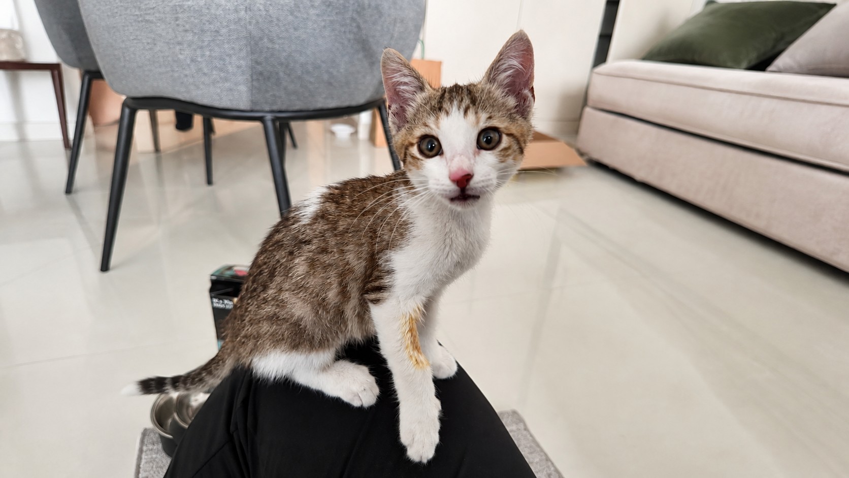 Young rescued kitten in a safe indoor space