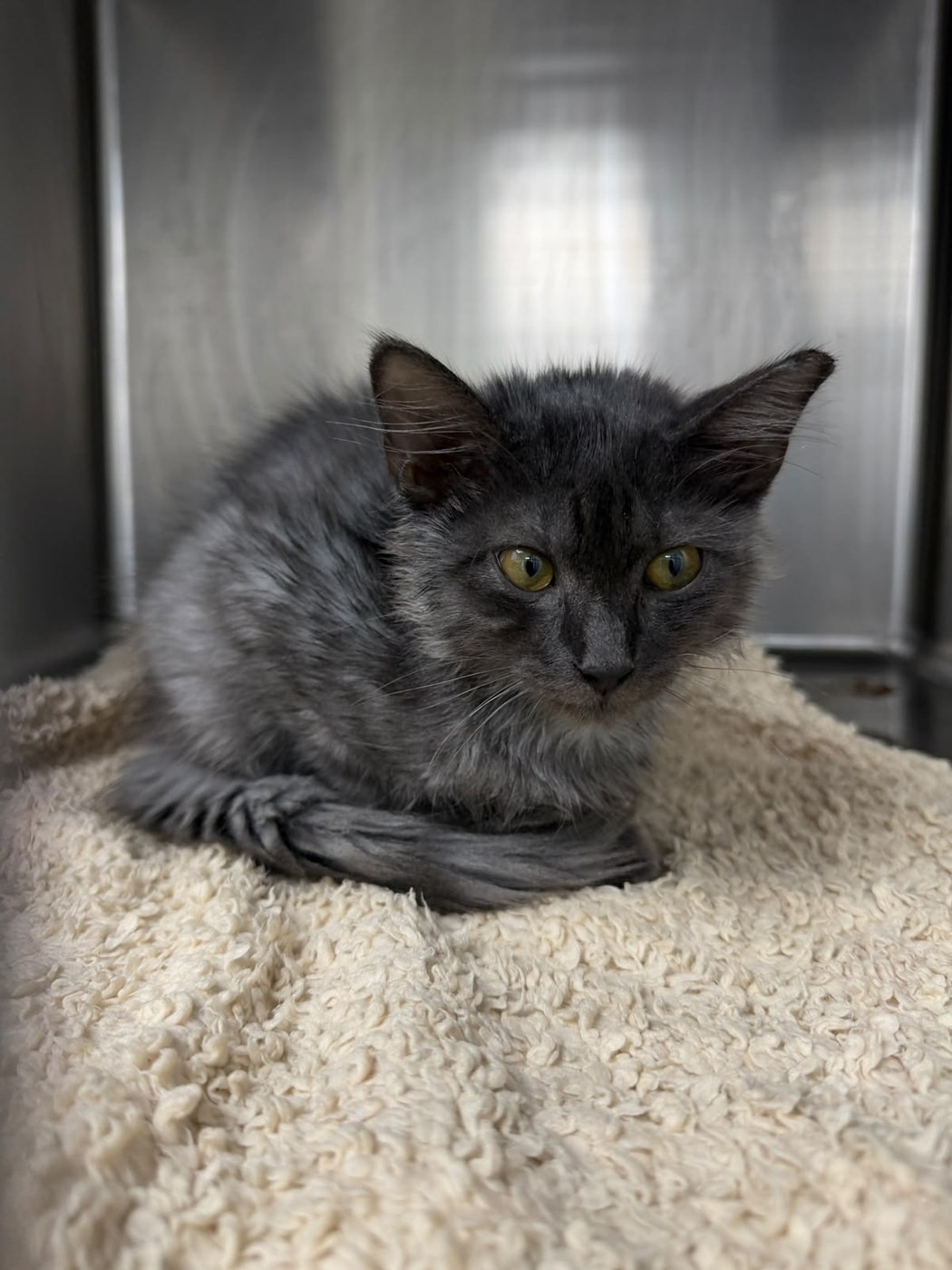 Grey rescued kitten resting on a towel