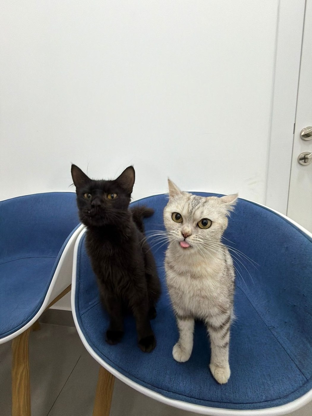 Two rescued cats sitting side by side