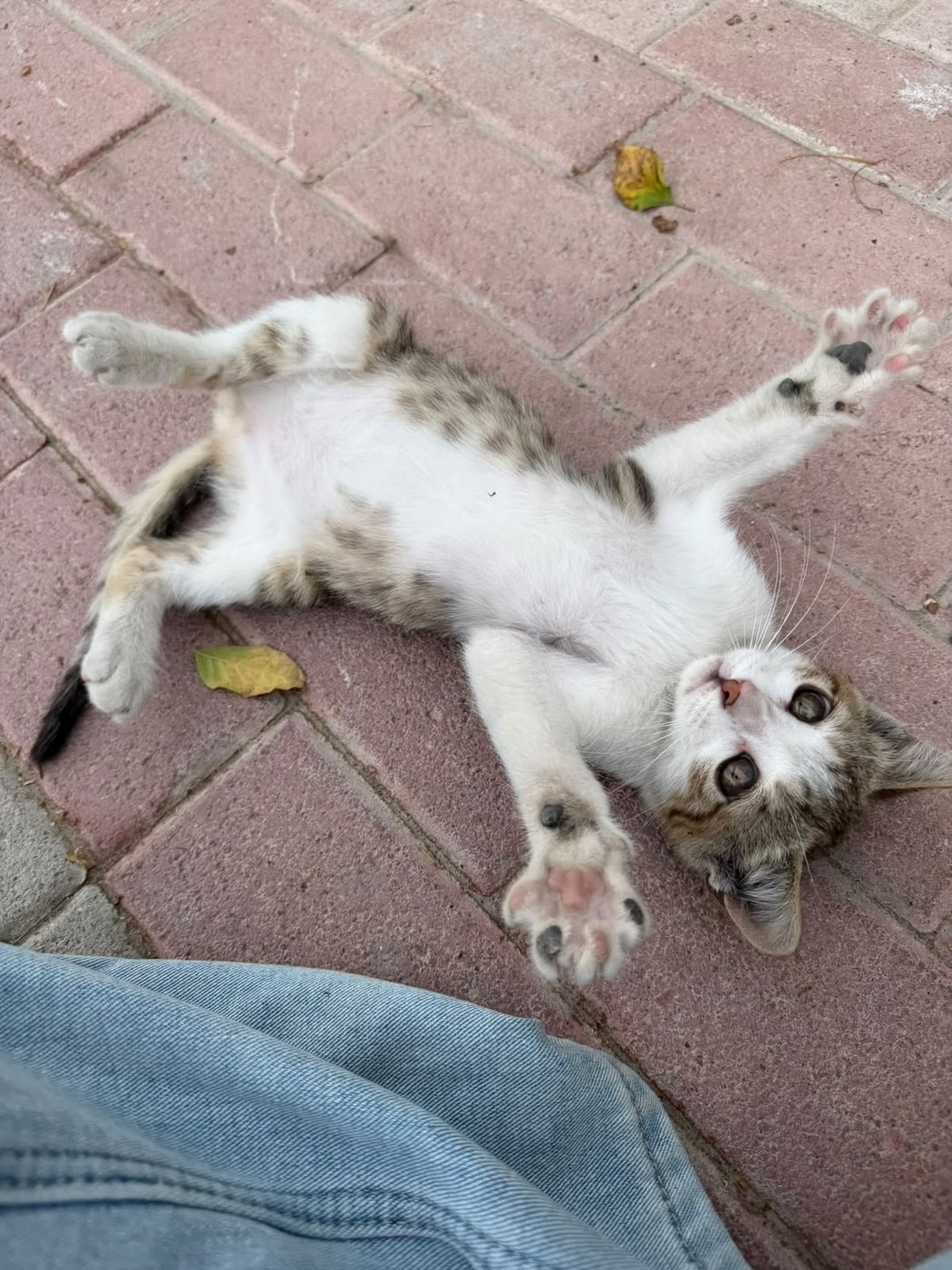 Playful rescued kitten reaching up