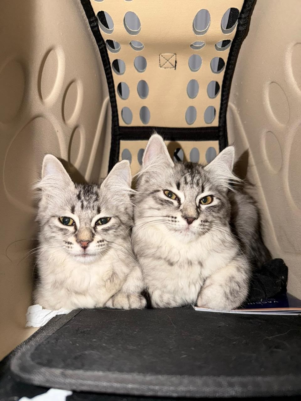 Two fluffy rescued kittens together