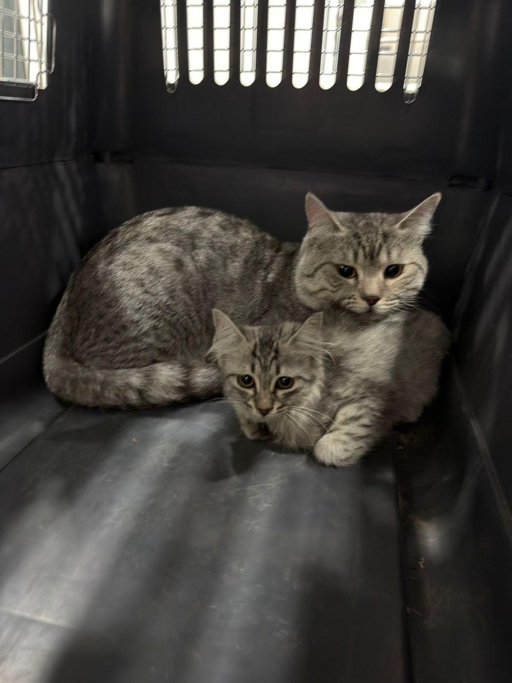 Adult rescued cat with a kitten