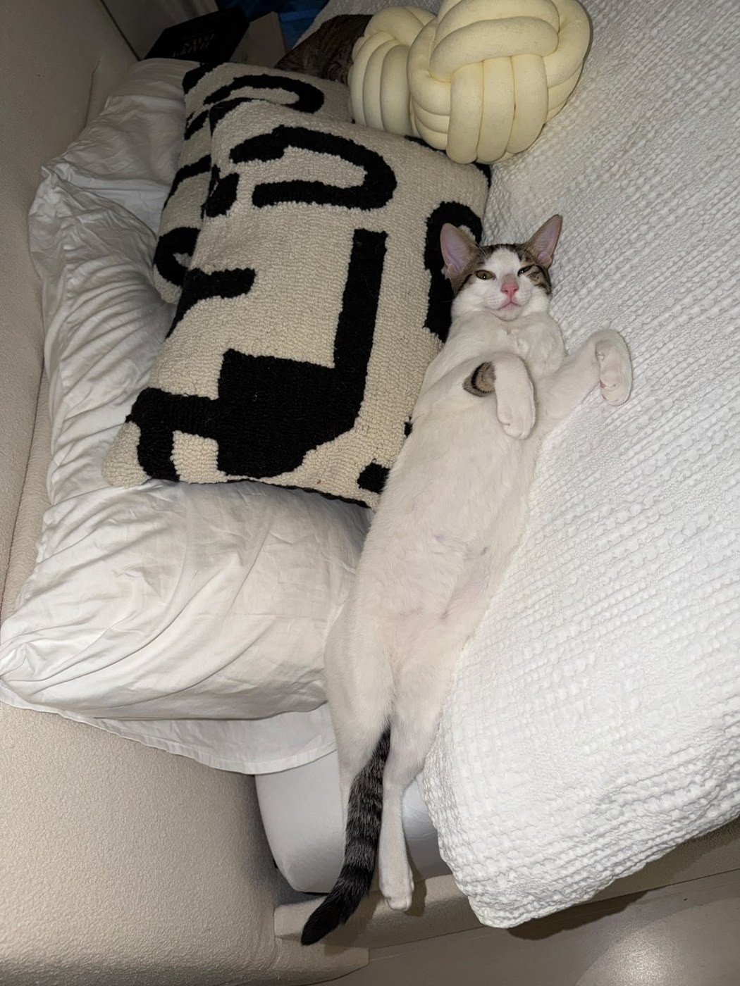Rescued cat relaxing on a sofa