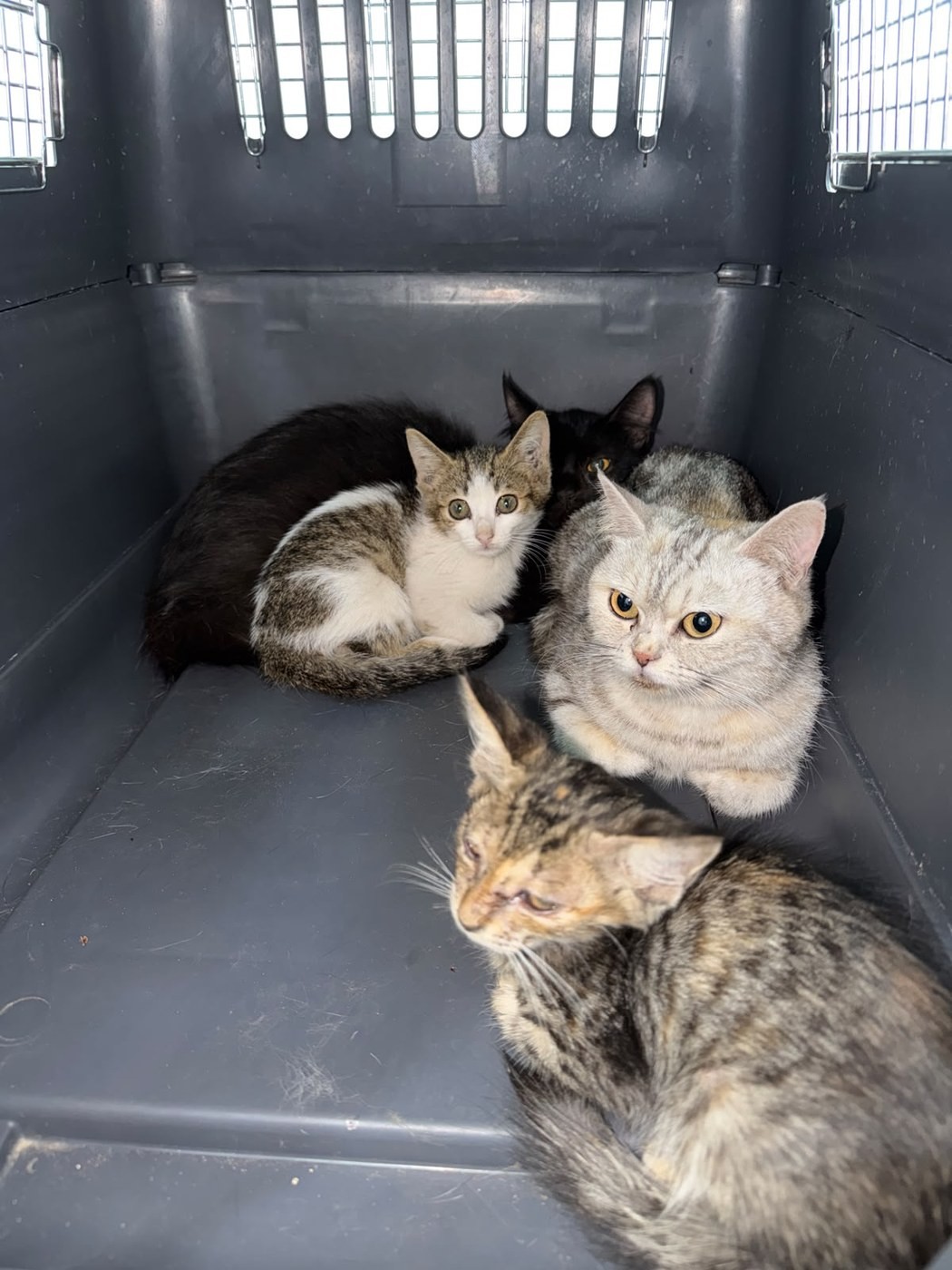 Several rescued cats together in a carrier