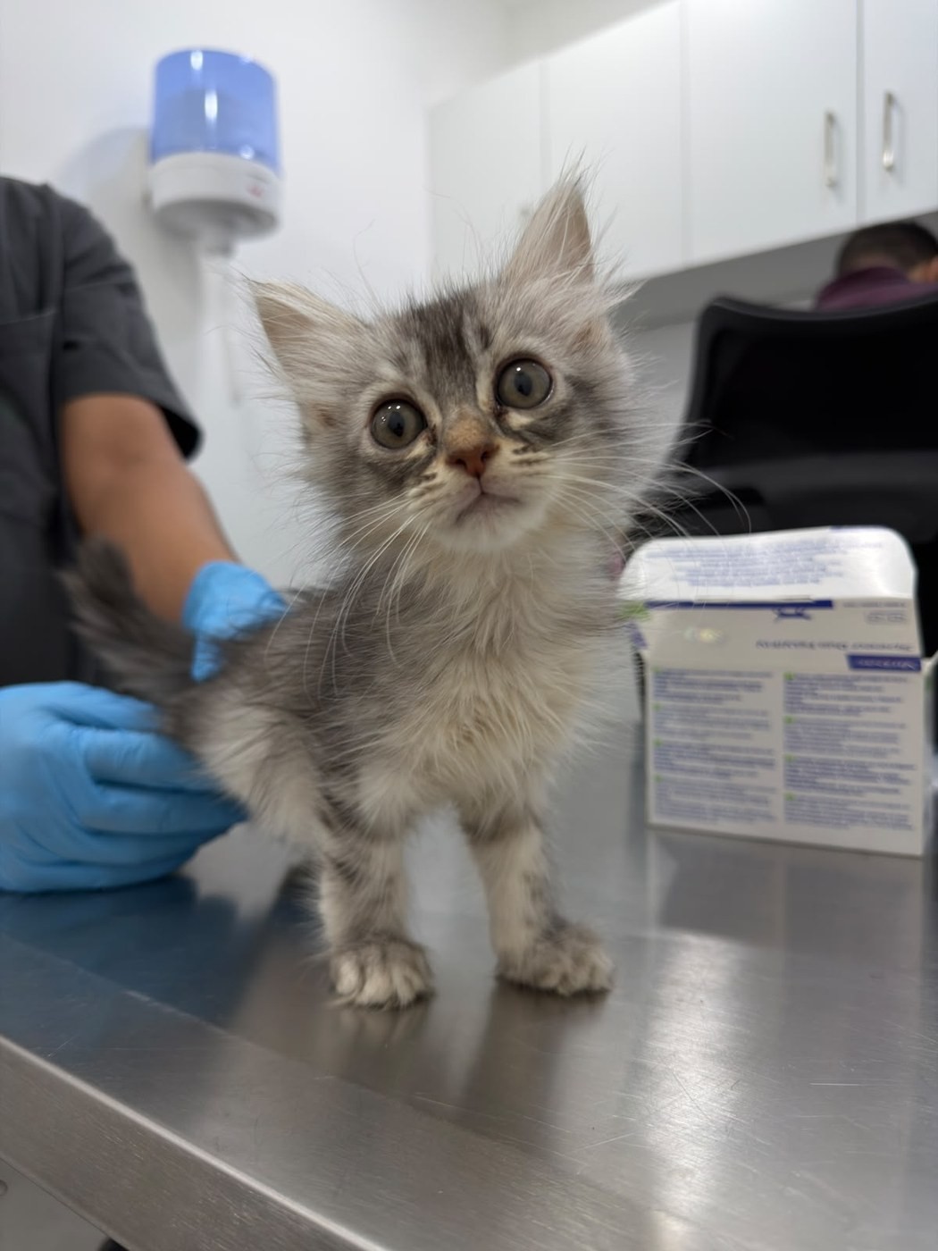 Small rescued kitten at the vet